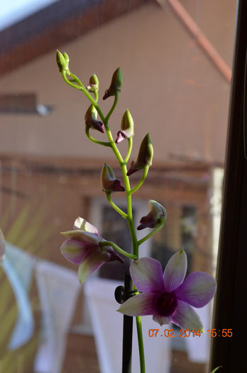 DSC_0024 - Dendrobium phalaenopsis