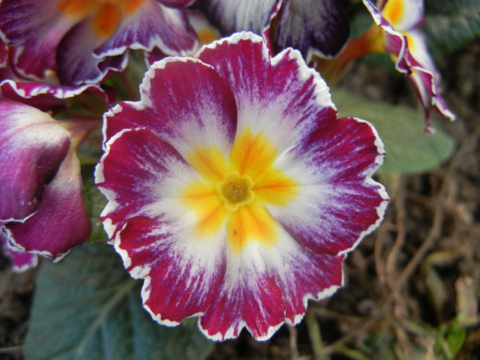 Primula (2014, February 17) - PRIMULA Acaulis