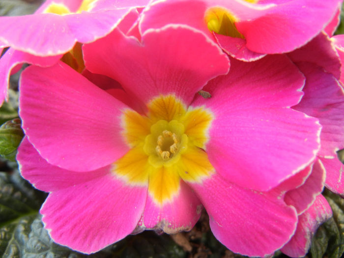 Pink Primula (2014, February 17) - PRIMULA Acaulis