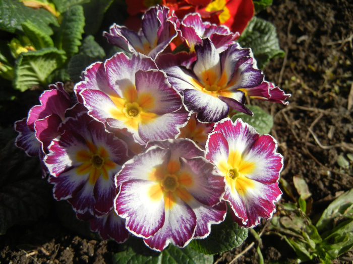 Primula (2014, February 17) - PRIMULA Acaulis