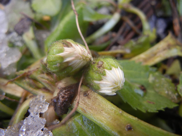 Bellis perennis (2014, February 17) - BELLIS Perennis