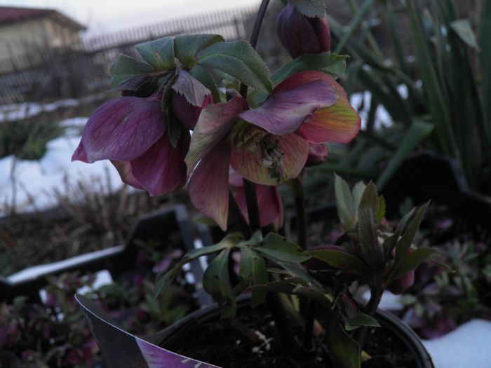 Helleborus atrorubens (3)