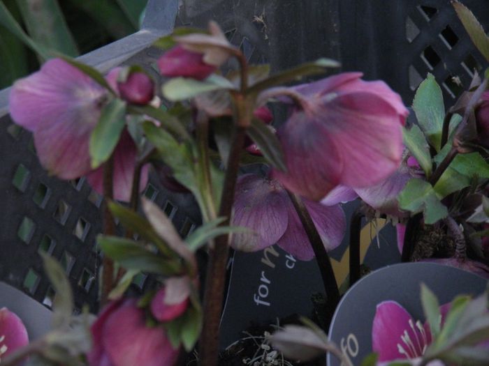 Helleborus atrorubens (7)