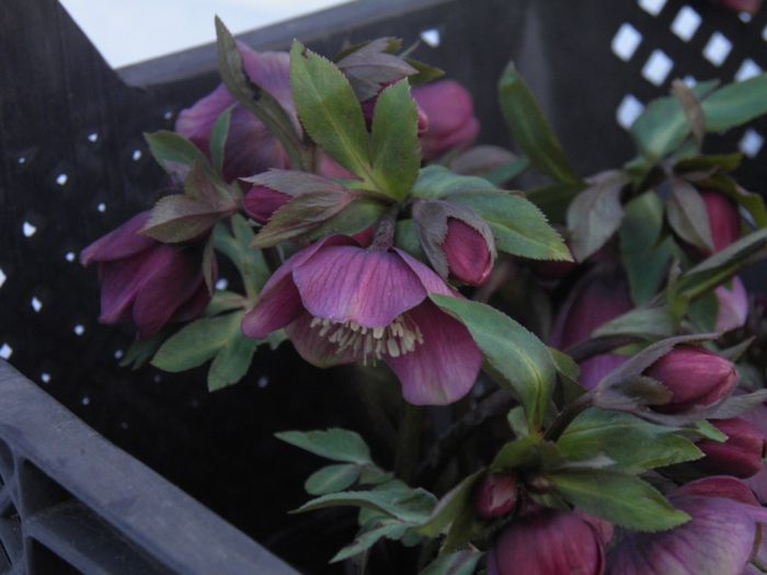 Helleborus atrorubens (8)