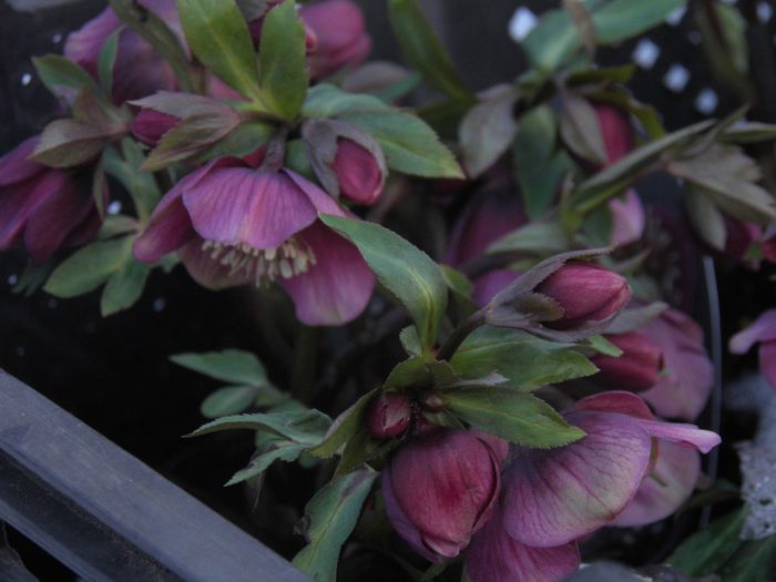 Helleborus atrorubens (9)