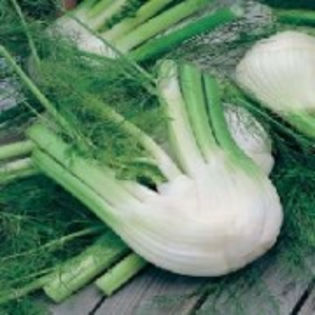 FENNEL (Foeniculum vulgare) di Firenze - Fenicul