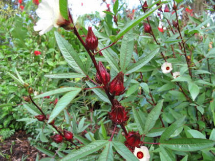 hibiscus-subdarrifa-roselle thai redRoselle Thai red - Hibiscus sabdariffa