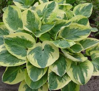 Hosta Snow Cap