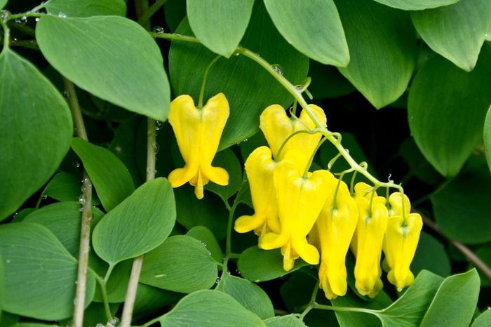 Dicentra scandens