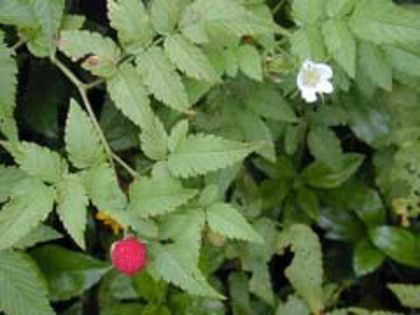 RubusRosifolius2