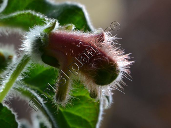 Kohleria Luci s ??