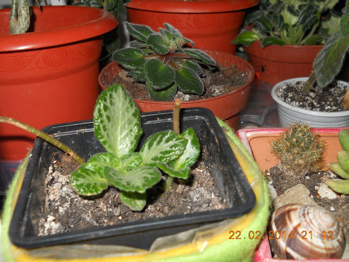 Episcia - FEBRUARIE 2014