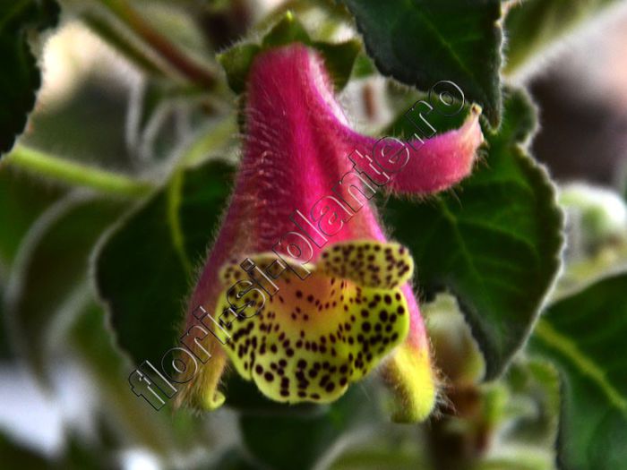 Kohleria Lucis Super Gril - KOHLERIA IV - Hibrizii mei - My hybrids