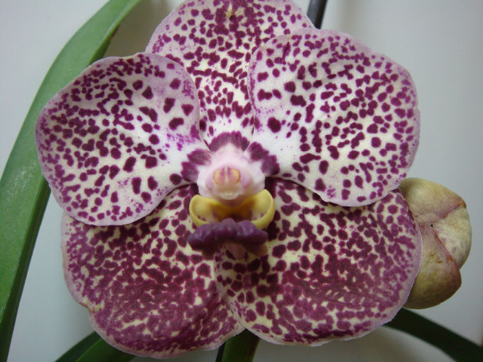 DSC07489 - Vanda necunoscuta