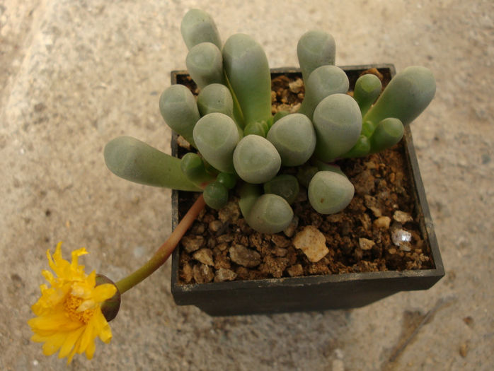 Fenestraria rhopalophylla subsp. aurantiaca (N.E.Br.) H.E.K.Hartmann 1982.