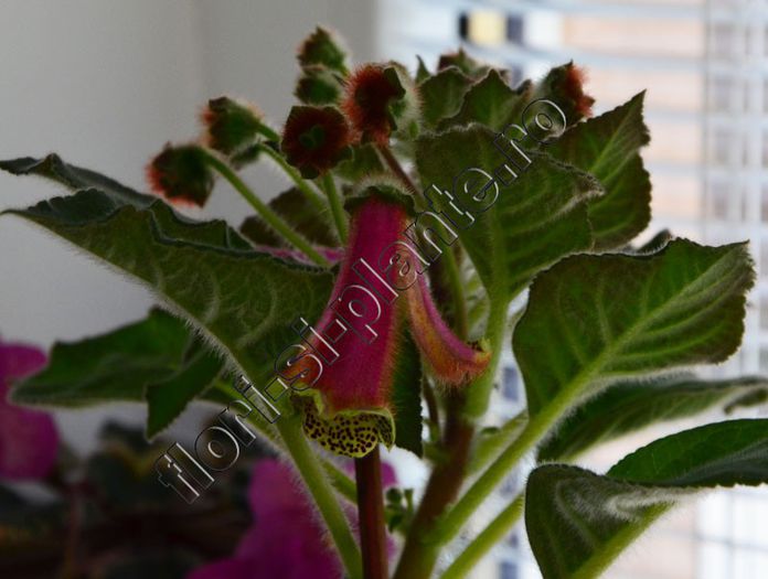 Kohleria Luci s ??? - KOHLERIA IV - Hibrizii mei - My hybrids