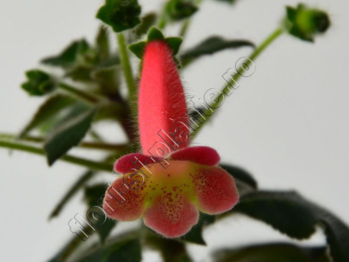 Kohleria Amanda (ni)