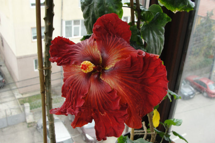  - Hibiscus-4