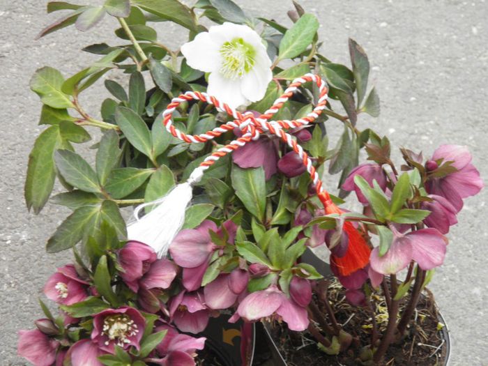 MARTISOR; Martisor pntru toti prietenii nostri
