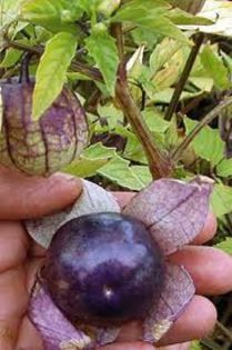 physalis ixocarpa -p violet