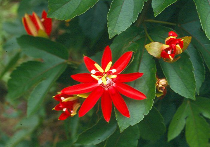 passiflora coccinea - a-alte seminte rare