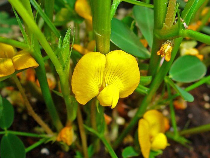 Alun de pamint-flori; (Arachis hypogaea)
