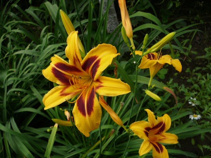 Hemerocallis (4) - Gradina - vara 2013