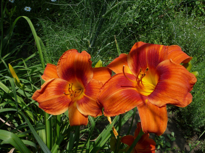 Hemerocallis - Gradina - vara 2013