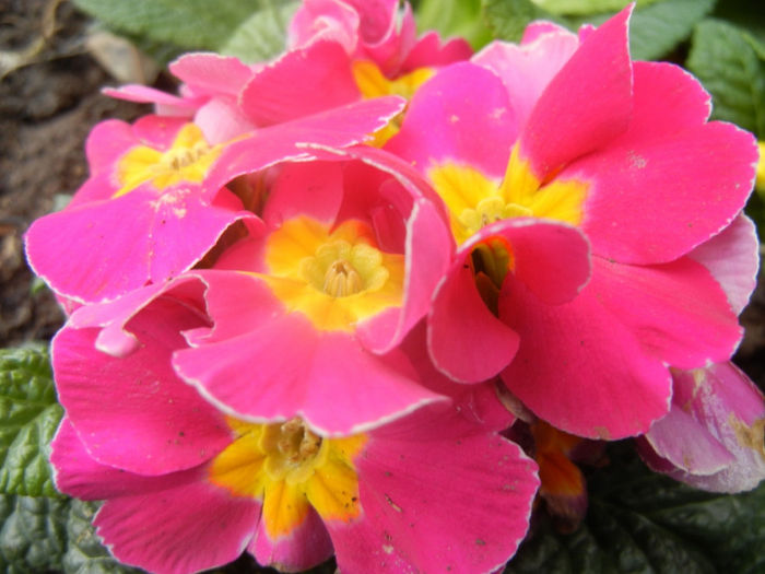 Pink Primula (2014, March 03) - PRIMULA Acaulis