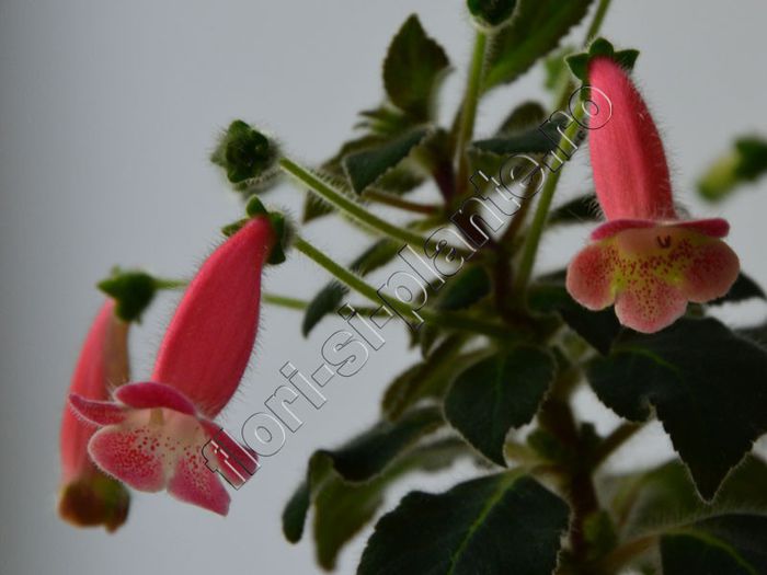 Kohleria Amanda (ni)