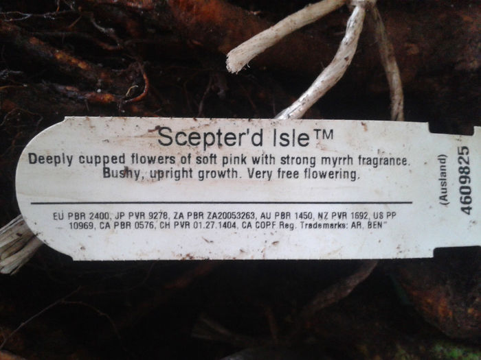 Scepter d"Isle
