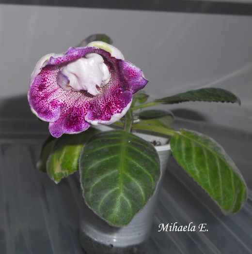 Biser Voronezhskii martie2014-4 - Gloxinia 2014