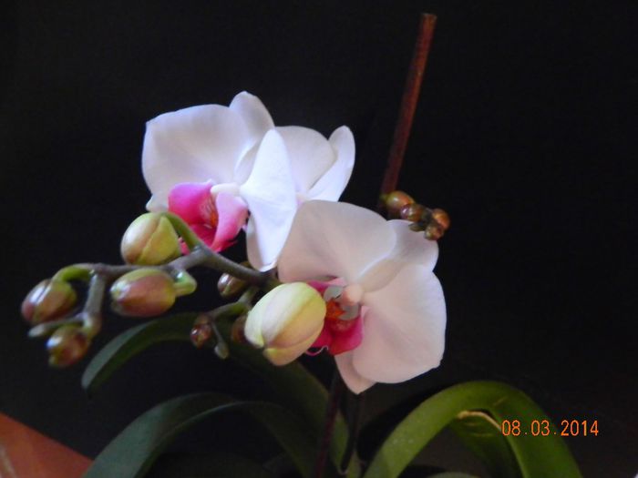 Prima mea orhidee, de acum 4 ani