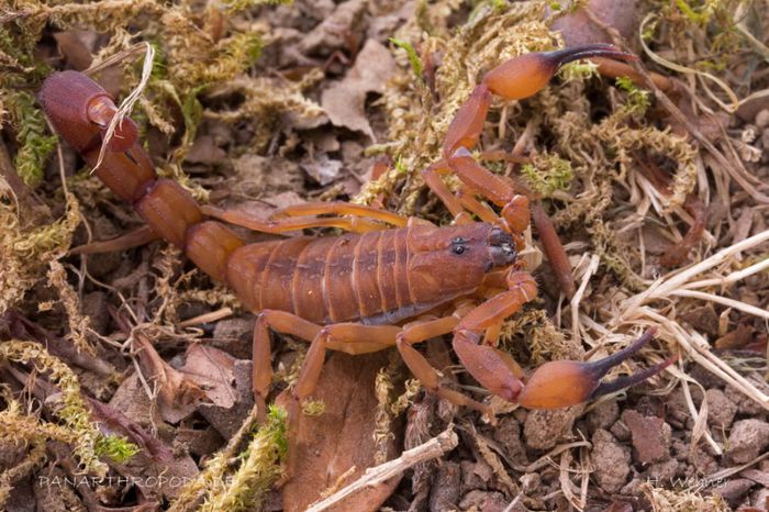 Babycurus jacksoni - SCORPIONI