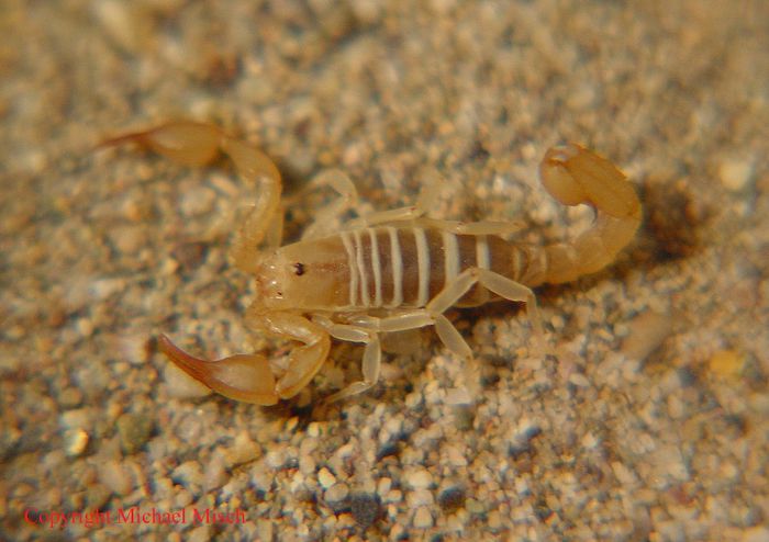 Pseudochactas mischi - SCORPIONI