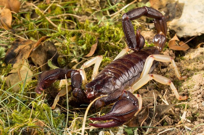 Nebo grandis - SCORPIONI