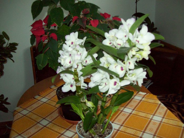 103_3413; dendrobium nobile
