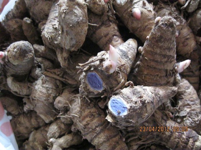 curcuma caesia turmeric negru