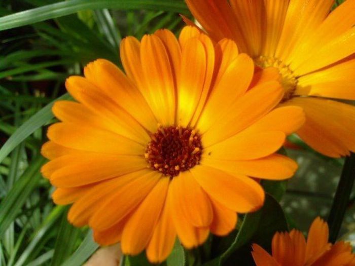 galbenele-floare; Calendula_officinalis
