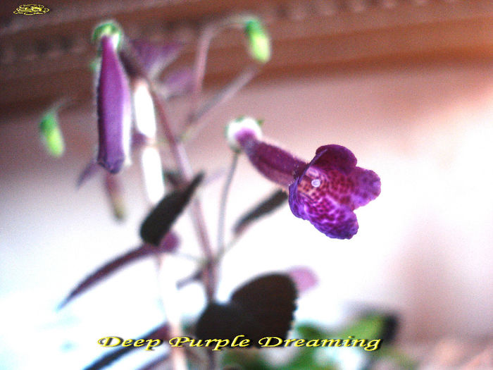 Deep Purple Dreaming (14-03-2014)