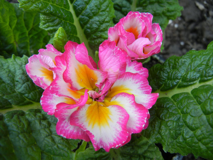 Double Primula, Pink (2014, March 12)