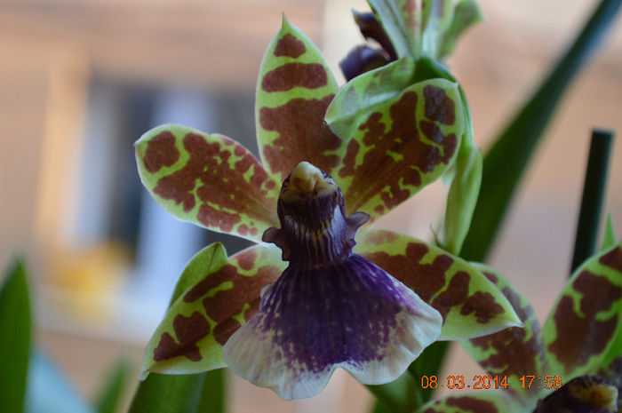 Zygopetalum-3