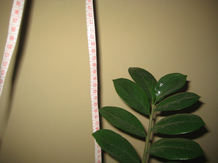 DETALIU ZAMIOCULCAS 65 CM