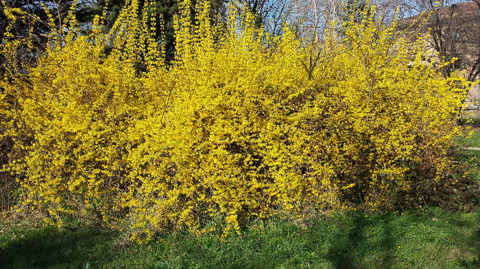 2014-03-23 15.31.27; Cornus Mas
