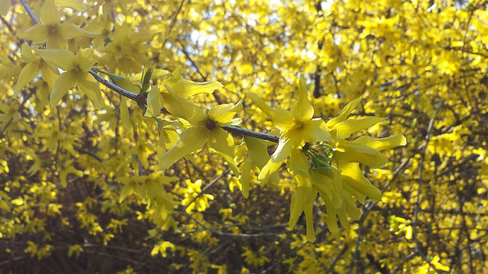 2014-03-23 15.33.08; Cornus Mas
