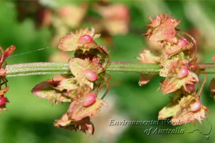 Stevia cu frunza lata-fructe; (Rumex obtusifolius)dintre stevile salbatice este cea cu continutul cel mai mic de acid oxalic
