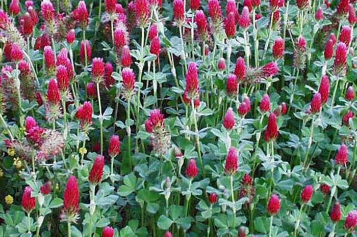 trifoi rosu; (Trifolium Pratense)http://www.informatiadeseverin.ro/ids2/index.php/sanatate/5750-trifoiul-i-utilizrile-sale-terapeutice.html
