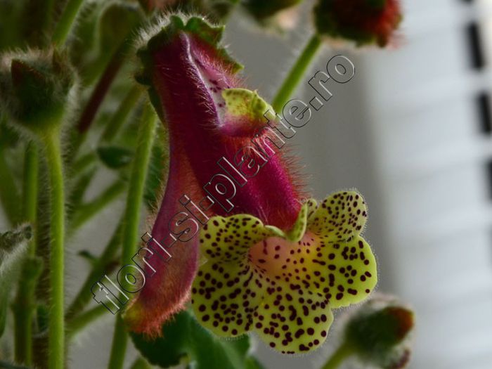 Kohleria Luci s Super Girl - KOHLERIA IV - Hibrizii mei - My hybrids