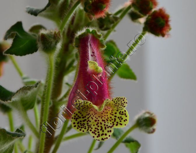 Kohleria Luci s Super Girl - KOHLERIA IV - Hibrizii mei - My hybrids