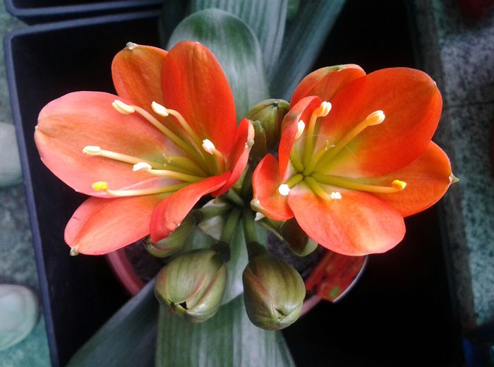 clivia -belgian orange... - 1martie 2014